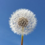 Pusteblume